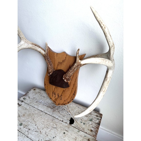 8 Point Whitetail Deer Antler Rack on Oak Plaque Rustic Michigan Mount 20" Wide - Picture 4 of 16
